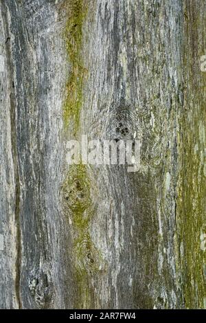 Altes Holz, schöne Holzstruktur, an Land, Algen Stockfoto