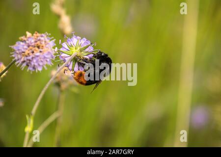 Rotschwanzhummel (Bombus lapidarius) Fütterung auf einer scheußlichen Blume auf einer grünen Wiese Stockfoto