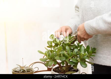 Gartenarbeit im Haus. Nahaufnahme der Hände eines Gärtners, der eine Anlage trimmt. Hausanlagen in Blumentöpfen im Gartenzimmer, innen. Stockfoto