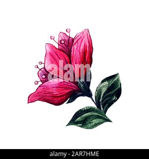 Pflaumenblütenblume, Aquarell botanische Illustration, handgezeichnete Blumenblätter. Chinesische Pflaume oder japanische Aprikosenblüten mit rosafarbenen roten Kronblättern, Vintage-Kunstzeichnung, Blumenschmuck Stockfoto