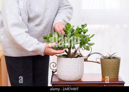 Close-Up-Frau kümmert sich zu Hause um Pflanzen im Heimatgarten. Hausanlagen in Blumentöpfen im Gartenzimmer, innen. Stockfoto