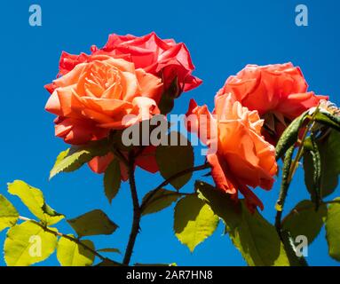 Rote Rosen vor blauem Himmel Stockfoto