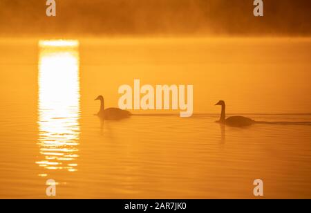 Zwei whooper Schwäne (Cygnus cygnus) schwimmen bei Sonnenaufgang durch den goldenen, sonnenbeschienenen Nebel. Stockfoto