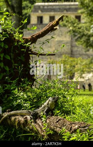 Stachelschwanziguana (Ctenosaura pectinata) ruht auf einem Baumstamm vor alten Maya-Ruinen, Palenque, Mexiko Stockfoto