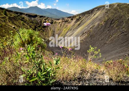 Rosa Gänseblümchen Blume wächst auf dem Rücken eines Vulkankraters Caldera, Paricutin, Mexiko Stockfoto