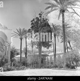 Israel 1948-1949: Akko (Acre)-Platz in der Jezhar-Pasha-Moschee (l) Datum: 1948 Ort: Acre, Israel Schlüsselwörter: Bäume, Moscheen, Plätze Stockfoto