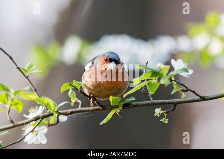 Finch unter den Frühlingsblumen an einem Ast Stockfoto