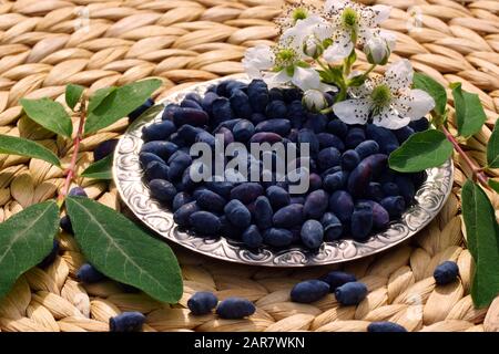 Lonicera caerulea, blaue Honigsuckle. Honigsaumbeeren liegen auf einem Teller. Stockfoto