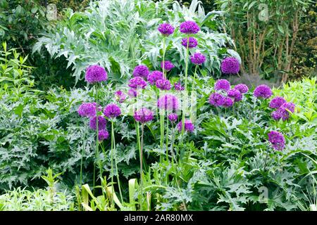 Lila allium blüht in einem englischen Landgarten mit globalen Artischocken aus silberfarbenen Blättern und anderen grünen Blattpflanzen im Hintergrund. Stockfoto