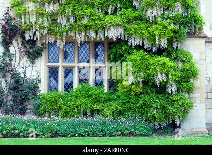 Wisteria mit weißen Duftblüten rund um das Hüttenfenster, kleine rosafarbene Pflanzen, die sich unten in einem englischen Garten absichern. Stockfoto