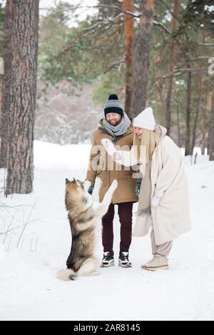 Glückliches junges Paar im Winter, das mit pürebrierten sibirischen Huskys spielt Stockfoto