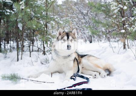 Süßer, flauschiger, reinrassiger sibirischer Huskyhund, der auf Schnee unter Bäumen im Wald liegt Stockfoto