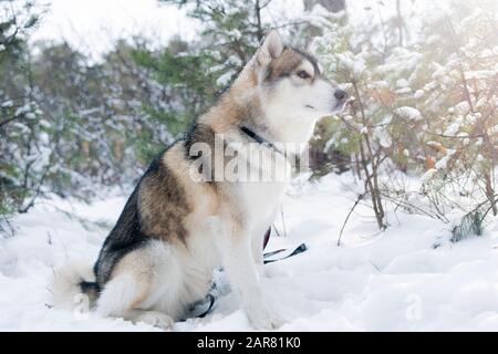 Flauschiger, reinrassiger sibirischer Huskyhund, der auf Schnee auf dem Hintergrund von Bäumen sitzt Stockfoto