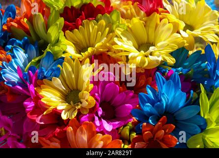 Nahaufnahme von hellen mehrfarbigen Gänseblümchen im Bundle Stockfoto