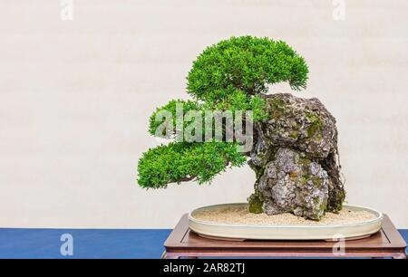 Ein kleiner Bonsai-Baum in einem Keramiktopf. Bonsai -ishizuki- Einer der härtesten Bonsai-Stile, um zu wachsen. Stockfoto