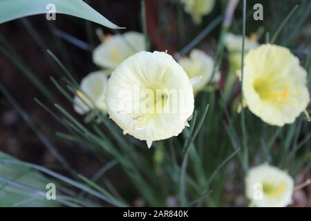 Nahaufnahme von gelben Blüten Stockfoto