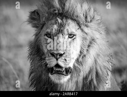 Männlicher Löwe mit intensivem Blick auf Masai Mara Safari Stockfoto