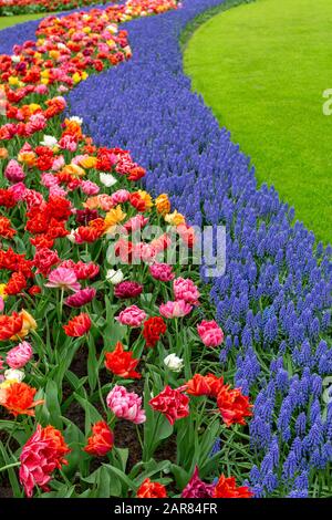 Farbenfroher Gartenrabatt. Bunte Tulpen, Traubenhyazinthe und ein grüner Rasen. Stockfoto