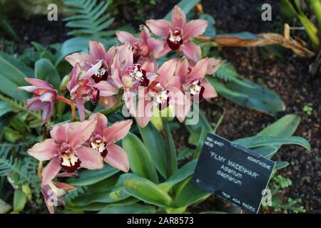 Rosafarbene und rote Blumen rund um einen filmischen Maidenhaarfarn im Kew Botanischen Garten, Großbritannien. Stockfoto