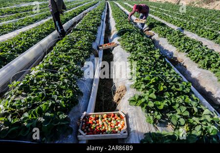 Die Palästinenser pflücken Erdbeeren auf einem Bauernhof in Beit Lahyia, im nördlichen Gazastreifen.Die Gaza-Bauern hoffen, 1.100 Tonnen Erdbeeren durch eine teilweise entschärfte israelische Blockade an den Grenzen des Gazastreifens nach Europa, Israel und Westjordanland zu exportieren. Stockfoto