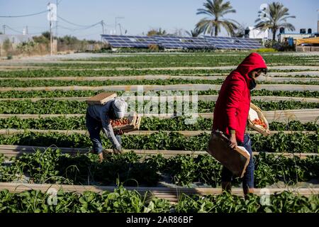 Die Palästinenser pflücken Erdbeeren auf einem Bauernhof in Beit Lahyia, im nördlichen Gazastreifen.Die Gaza-Bauern hoffen, 1.100 Tonnen Erdbeeren durch eine teilweise entschärfte israelische Blockade an den Grenzen des Gazastreifens nach Europa, Israel und Westjordanland zu exportieren. Stockfoto