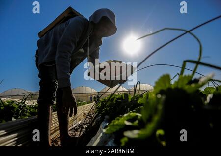 Ein palästinensischer Bauer füllt eine Schachtel mit Erdbeeren, die auf einem Bauernhof in Beit Lahia im nördlichen Gazastreifen geerntet werden.Die Gaza-Bauern hoffen, 1.100 Tonnen Erdbeeren durch eine teilweise entschärfte israelische Blockade an den Grenzen des Gazastreifens nach Europa, Israel und Westjordanland zu exportieren. Stockfoto