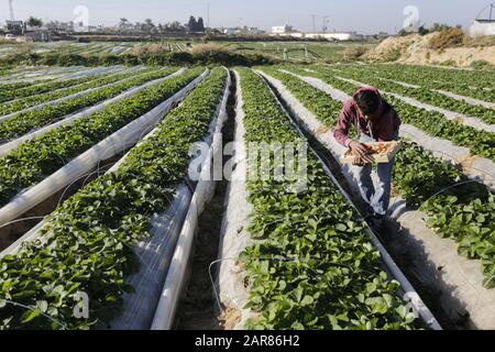 Gaza-Stadt, Gaza-Streifen, Palästina. Dezember 2019. Ein palästinensischer Bauer füllt eine Schachtel mit Erdbeeren, die auf einem Bauernhof in Beit Lahia im nördlichen Gazastreifen geerntet werden.Die Gaza-Bauern hoffen, 1.100 Tonnen Erdbeeren durch eine teilweise entschärfte israelische Blockade an den Grenzen des Gazastreifens nach Europa, Israel und Westjordanland zu exportieren. Kredit: Mahmoud Issa/SOPA Images/ZUMA Wire/Alamy Live News Stockfoto