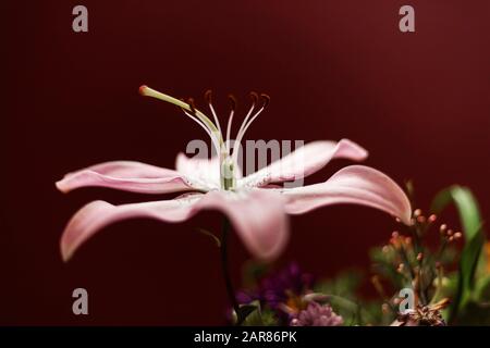 Ein L.A. Brindisi Lily mit blassrosafarbenen Kronblättern ist vor einem tiefroten Hintergrund aufgestellt. Stockfoto