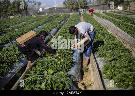 Gaza-Stadt, Gaza-Streifen, Palästina. Dezember 2019. Palästinensische Bauern ernten Erdbeeren auf einer Farm in Beit Lahia im nördlichen Gazastreifen.Die Gaza-Bauern hoffen, 1.100 Tonnen Erdbeeren durch eine teilweise entschärfte israelische Blockade an den Grenzen des Gazastreifens nach Europa, Israel und Westjordanland zu exportieren. Kredit: Mahmoud Issa/SOPA Images/ZUMA Wire/Alamy Live News Stockfoto