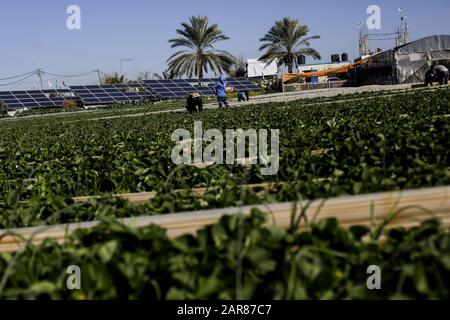 Gaza-Stadt, Gaza-Streifen, Palästina. Dezember 2019. Die Palästinenser pflücken Erdbeeren auf einem Bauernhof in Beit Lahyia, im nördlichen Gazastreifen.Die Gaza-Bauern hoffen, 1.100 Tonnen Erdbeeren durch eine teilweise entschärfte israelische Blockade an den Grenzen des Gazastreifens nach Europa, Israel und Westjordanland zu exportieren. Kredit: Mahmoud Issa/SOPA Images/ZUMA Wire/Alamy Live News Stockfoto