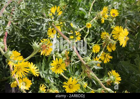 Kompassflanze (Silphium laciniatum) - blühende Flanke im botanischen Garten, Bonn, Nordrhein-Westfalen, Deutschland Stockfoto