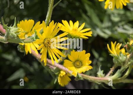 Kompassflanze (Silphium laciniatum) - blühende Flanke im botanischen Garten, Bonn, Nordrhein-Westfalen, Deutschland Stockfoto