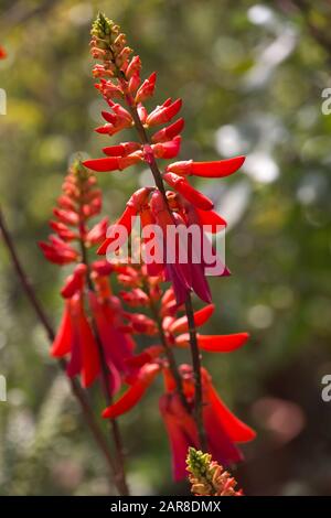 Korallenbaum (Erythrina humeana) im botanischen Garten, Bonn, Nordrhein-Westfalen, Deutschland Stockfoto