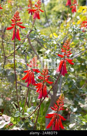 Korallenbaum (Erythrina humeana) im botanischen Garten, Bonn, Nordrhein-Westfalen, Deutschland Stockfoto