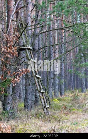 Am Waldrand stehende Jagdkanzel. Holzkonstruktion für die Jagd. Herbstsaison. Stockfoto