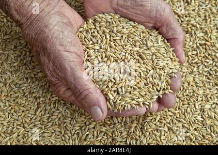 Farmers Hands halten geerntete Albright 'Six' Row Spring Barley "Hordeum vulgare", Alaska, Stockfoto