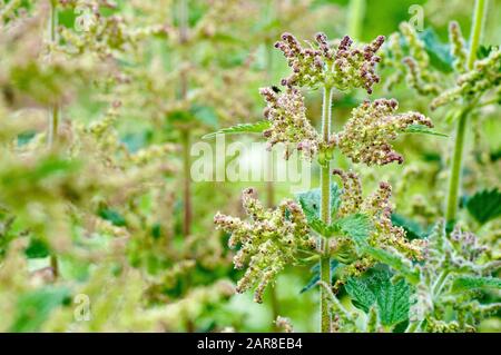 Gemeine oder Stechende Nettle (urtica dioica), die die Pflanze unter anderem im Blumenanbau zeigt. Stockfoto
