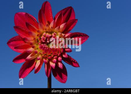 Nahaufnahme und Detailaufnahme einer roten Blüte eines Dahlien mit frischen Kronblättern und Wassertropfen im Sommer vor blauem Hintergrund Stockfoto