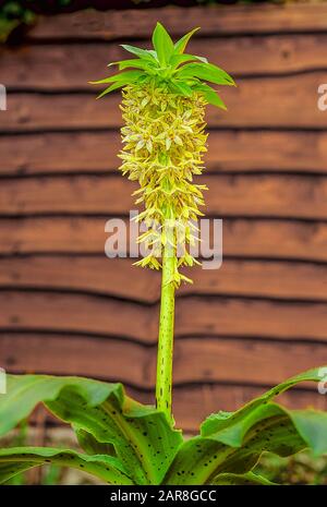 Eucomis Bicolor mit Blumenrasen im Spätsommer. Eine bauchige mehrjährige mit blassgrünen Blättern, die frostzart sind. Stockfoto