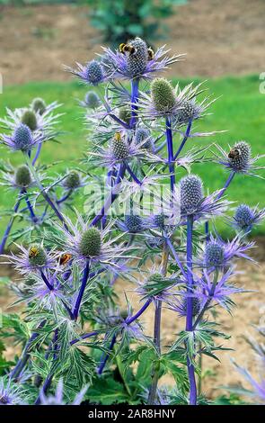 Bett von Eryngium alpinum Holden Blue in Vollblüte auch Meer-Stechpalme genannt und ist eine ausdauernde krautige Pflanze, die vollständig hart Ist, Wird in schlechtem Boden wachsen Stockfoto