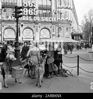 Pariser Bilder [Das Straßenleben von Paris] Straßenverkäuferin mit Eseln gegenüber Printemps Kaufhaus Datum: 1965 Standort: Frankreich, Paris Stichwörter: Esel, Straßenstatuen, Straßenhändler, Kaufhäuser persönlicher Name: Printemps Stockfoto