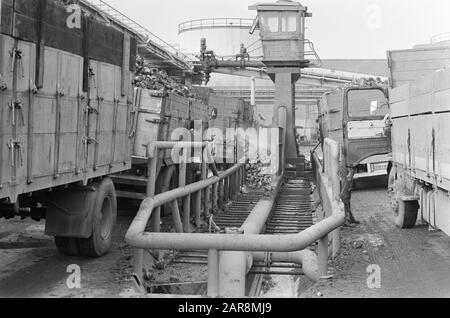 Zuckerrübenkampagne in vollem Gange auf der CSM im Halfweg; LKWs, die Zuckerrüben entladen Datum: 15. Oktober 1974 Standort: Halfway Keywords: Zuckerrüben, Kampagnen persönlicher Name: CSM Stockfoto