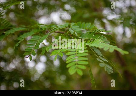Detailansicht der Farnblätter mit Makroobjektiv 11 Stockfoto