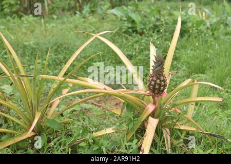 Ananas, die auf einem Biobauernhof in Vinales Cuba wächst Stockfoto