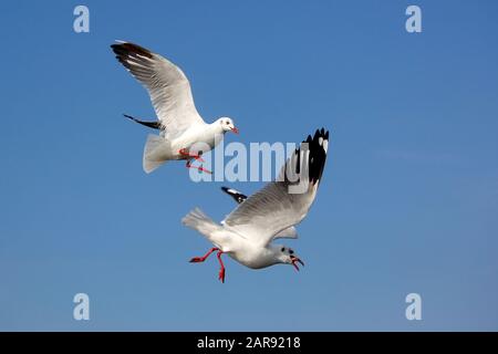 Foto von fliegende Möwe Vogel auf der schönen Himmel Hintergrund Stockfoto