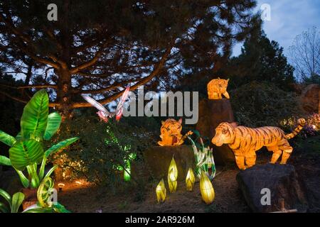 Der Steinberg mit beleuchteten Pinus - Kiefer, Pflanze, Schmetterling und Tiger Laternen während der jährlichen Ausstellung Magie der Laternen im chinesischen Garten Stockfoto