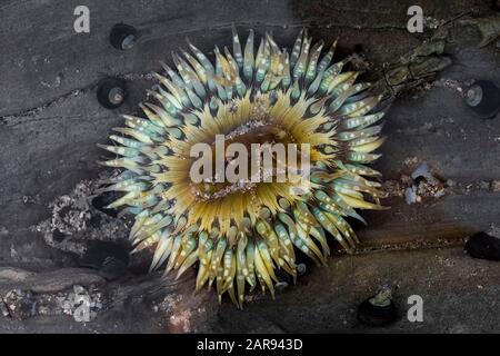 Starburst Anemone, Anthopleura sola, bei extremen Gezeiten am Natural Bridges State Beach, Santa Cruz, Kalifornien, USA im Gezeitenpool gefunden Stockfoto