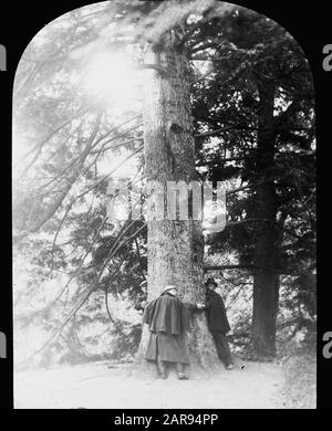 Nadelholz, Bäume, Wälder, Alleen, botanisch, Silbernen Datum: Undatierte Stichwörter: Bäume, Wälder, Botanische, Alleen, Nadelholzname: Silberden Stockfoto