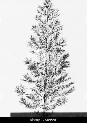 Zeichnungsdatum: Undatierte Stichwörter: Bäume, Wälder, Botanische, Alleen, Nadelholz Personenname: Cryptomeria Stockfoto