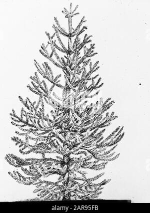 Nadelholz, Bäume, Wälder, Alleen, botanisch, araucaria Datum: Undatierte Stichwörter: Bäume, Wälder, Botanische, Alleen, Nadelname: Araucaria Stockfoto